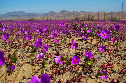 Desierto florido
