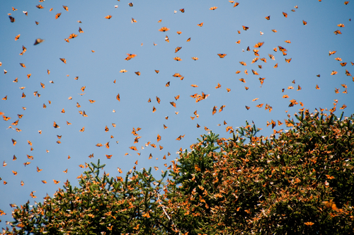 Santuario mariposas