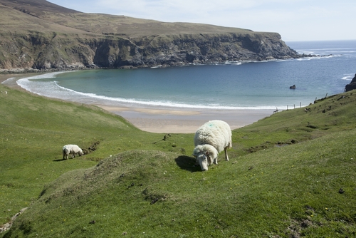 Donegal