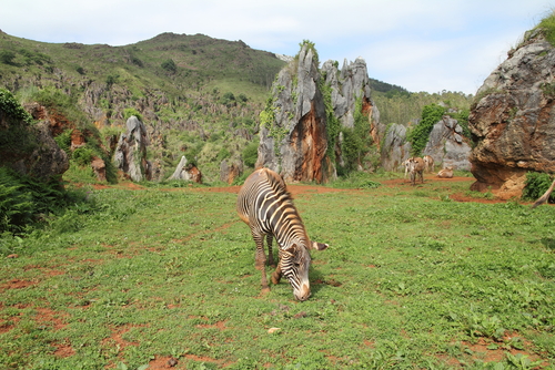 animales en el parque de Cabárceno en Cantabria