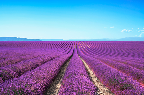 Campos lavanda