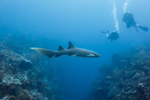 Shark Alley en Sudáfrica