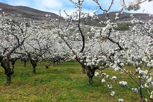 Cerexos en flor en el valle del Jerte