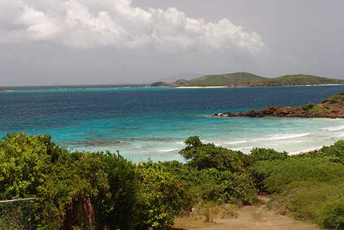 Flora en Isla Culebra