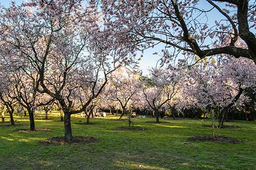 Picnic en la Quinta de los Molinos