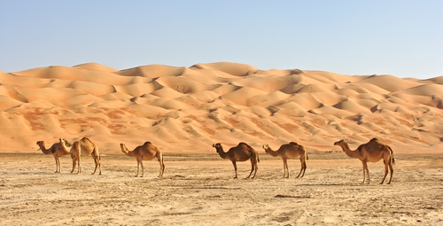 Camellos en el Desierto de Arabia.