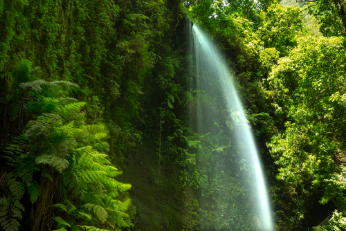 Cascada en el Bosque de los Tilos