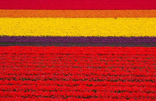 Campos de tulipanes