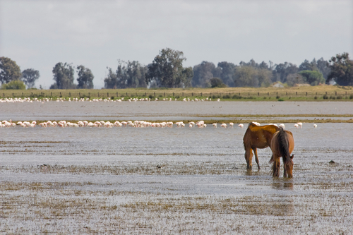 Doñana
