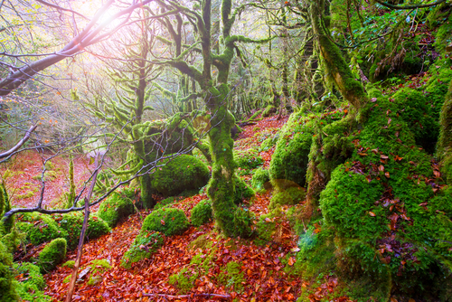 Selva de Irati en Navarra