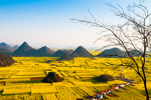 Campos de flores amarillas en Luoping