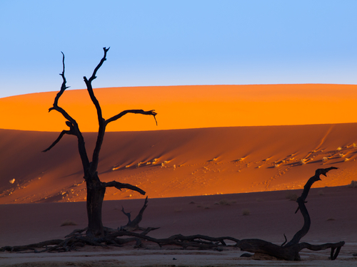 Arboles muertos en Dead Vlei