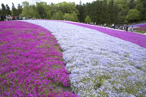 Campos de flores en Hitsujiyama