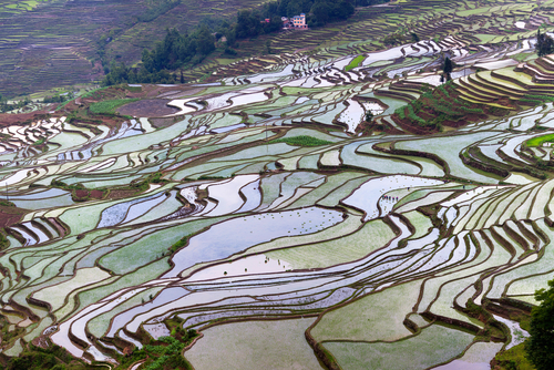 Terrazas de Yunnan China