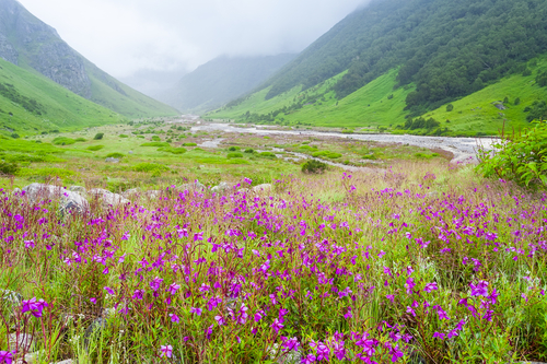 Valle de las flores en India