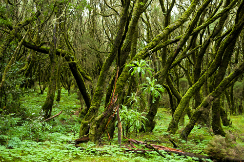 Bosque de laurisilva en Canarias