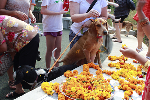 Festival de los perros en Nepal