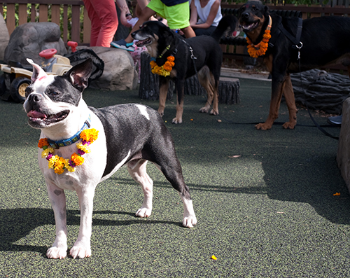 Festival de los perros