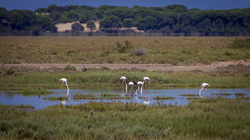 Flamencos en Doñana