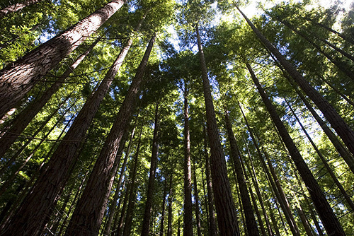 Secuoyas en Monte Cabezón