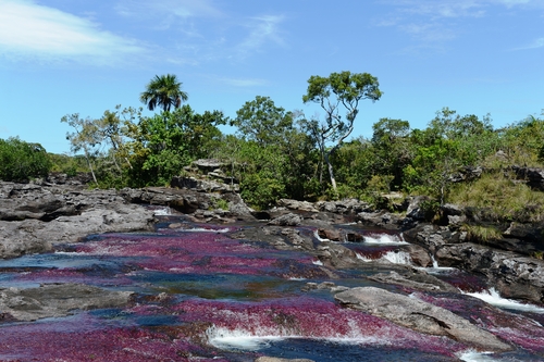 Aguas en Caño Cristales