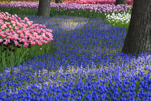 Flores de colores en el Parque Hitachi