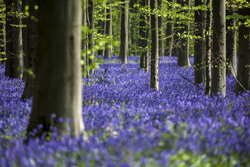 Flores en Hallerbos