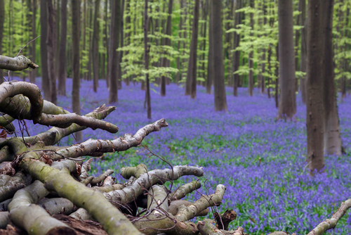 Leña en Hallerbos