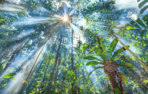 Selva en Guyana