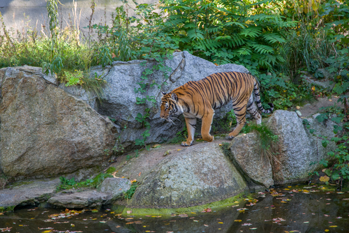 Tigre de bengala en Corbett