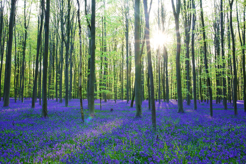 Hallerbos, un bosque azul