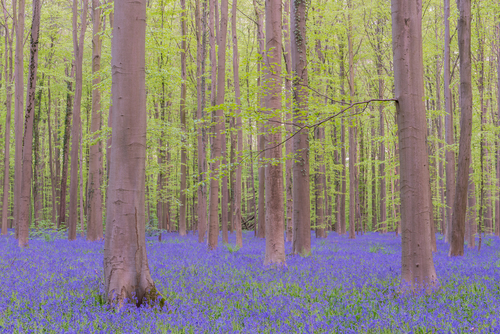 Hallerbos en Bélgica
