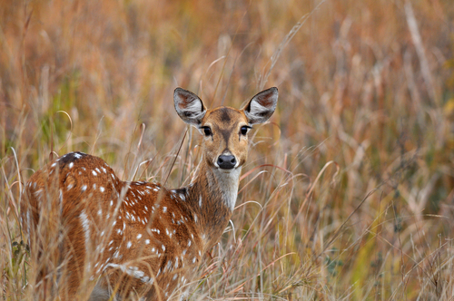 Ciervo en el Parque Corbet