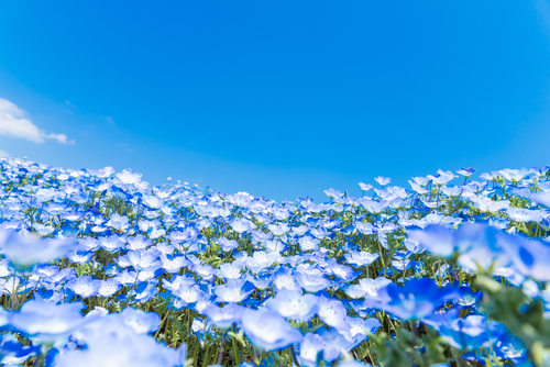Nemophilas en el Parque Hitachi