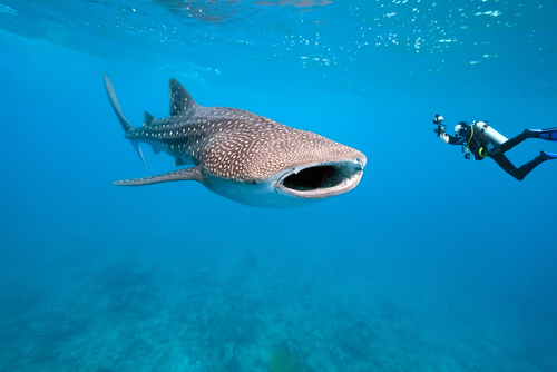 Tiburón tigre