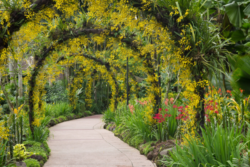 Jardín de Orquídeas de Singapur