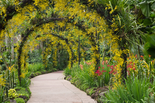 Jardín de Orquídeas de Singapur