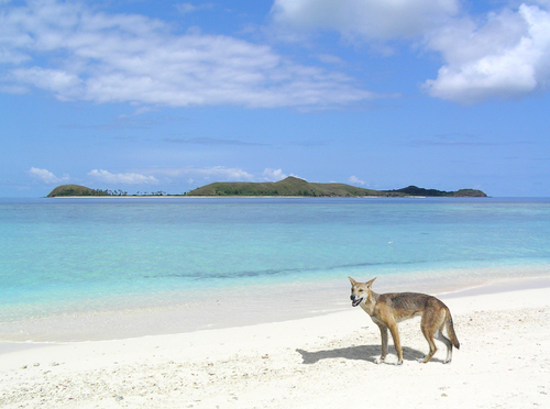 Perro dingo en Frase Island