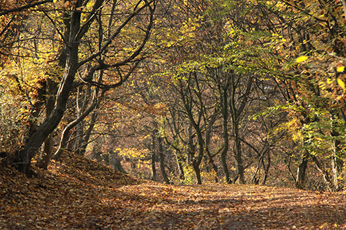 Bosque Hoia