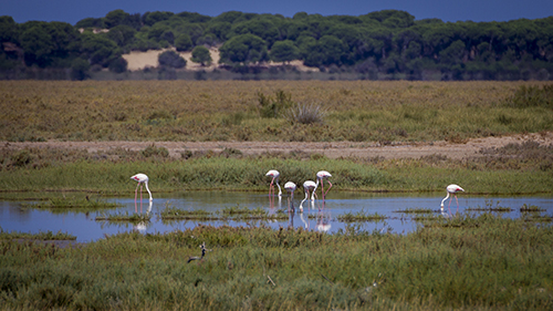 Flamencos en Doñana