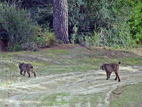 Linces ibéricos