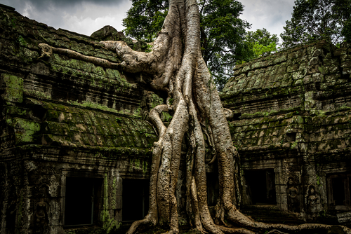 Árboles tapando un templo en Angkor Wat