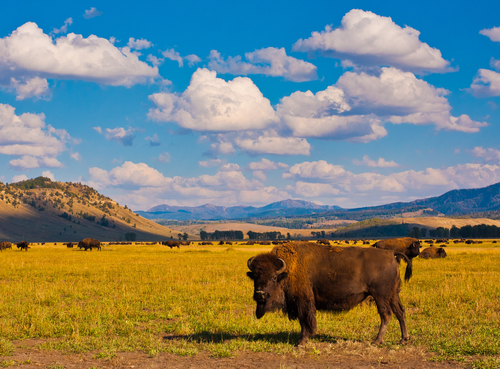 Bisontes en Yellowstone