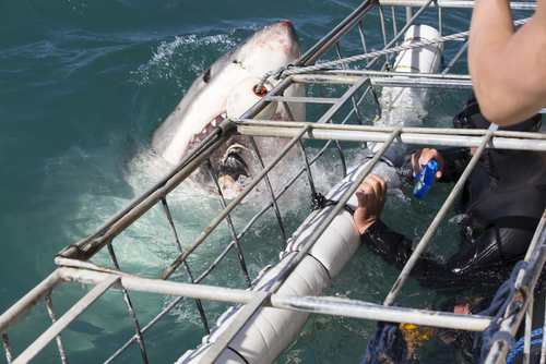 Tiburón blanco en Sudáfrica