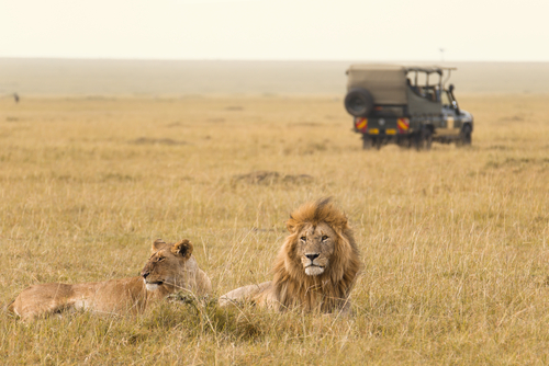 Leones en África