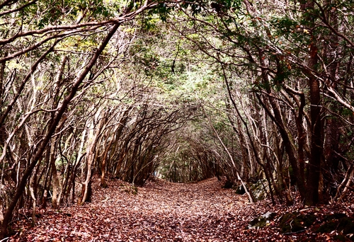 Bosque de Aokigahara