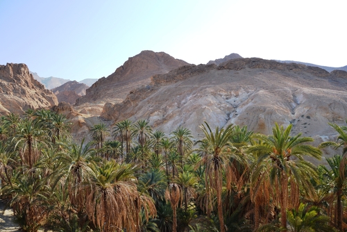 Oasis de Nefta en Túnez