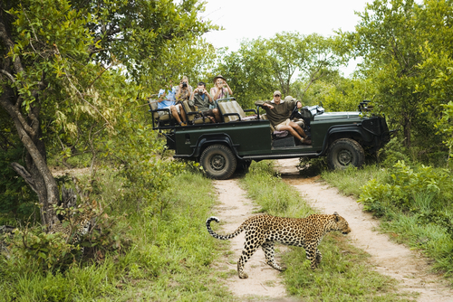 Turistas fotografiando un leopardo en el Kruger PArk