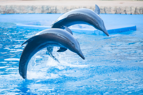 Delfines en el acuario de Durban