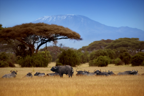 Los mejores safaris fotográficos